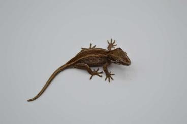 Geckos kaufen und verkaufen Foto: Rhacodactylus auriculatus 