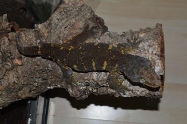 Geckos kaufen und verkaufen Foto: Rhacodactylus leachianus adult pairs