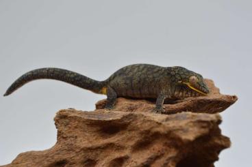 Geckos kaufen und verkaufen Photo: Available for Hamm December: