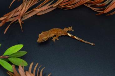 Geckos kaufen und verkaufen Foto: Correlophus ciliatus Pure Blood for Hamm December 