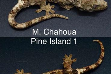 Geckos kaufen und verkaufen Foto: Mniarogekko chahoua Pine Island for Hamm March