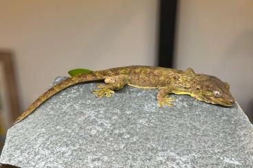 Geckos kaufen und verkaufen Photo: Mniarogekko jalu Riviéré Nehoué Geckos kaufen und verkaufen Photo: Mniarogekko jalu Riviéré Nehoué