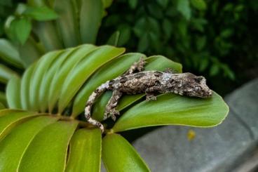 Geckos kaufen und verkaufen Foto: Flechtengecko Mniarogekko chahoua Pine Island Geckos kaufen und verkaufen Foto: Flechtengecko Mniarogekko chahoua Pine Island