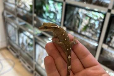 Geckos kaufen und verkaufen Photo: Correlophus Sarasinorum White collar Geckos kaufen und verkaufen Photo: Correlophus Sarasinorum White collar