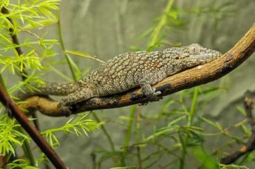 Geckos kaufen und verkaufen Foto: Eurydactylodes occidentalis Geckos kaufen und verkaufen Foto: Eurydactylodes occidentalis