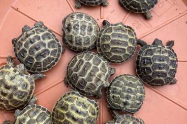 Tortoises kaufen und verkaufen Photo: NZ24 Vierzehenlandschildkröten