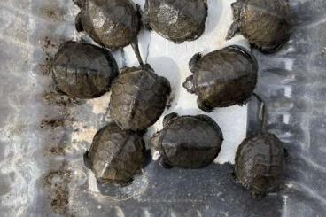 Sumpfschildkröten kaufen und verkaufen Foto: Emys orbicularis 2024 und Clemmys guttata 2024                    