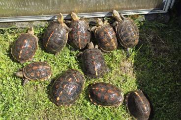 Tortoises kaufen und verkaufen Photo: Gruppe Cuora flavomarginata - Gelbrand Scharnierschildkröte - 1:9