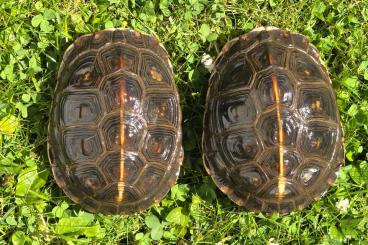 Sumpfschildkröten kaufen und verkaufen Foto: Gruppe Cuora flavomarginata - Gelbrand Scharnierschildkröte 0,2