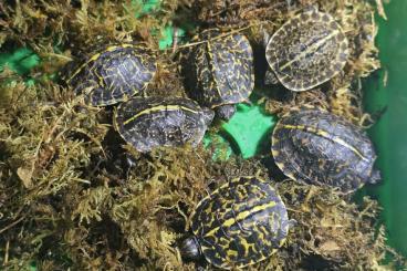 Schildkröten  kaufen und verkaufen Foto: Terrapene carolina bauri NZ 24