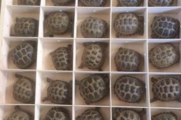 Schildkröten  kaufen und verkaufen Foto: *** Geoemyda spengleri, Testudo horsfieldii ***