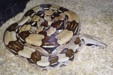 Schlangen kaufen und verkaufen Foto: Boa constrictor constrictor Brazil 