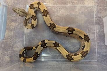 Boas kaufen und verkaufen Photo: Boa constrictor constrictor Brazil 