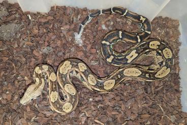 Boas kaufen und verkaufen Photo: Boa constrictor imperator Kolumbien (Pascali)