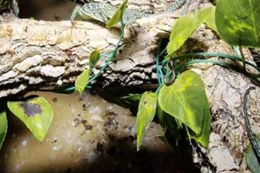 Echsen  kaufen und verkaufen Foto: Varanus kordensis NZ 09/2024