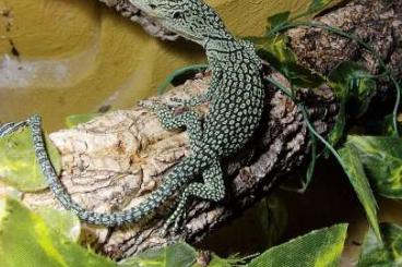 Lizards kaufen und verkaufen Photo: Varanus kordensis NZ 9/2024