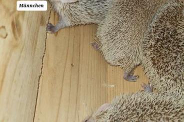 Exotic mammals kaufen und verkaufen Photo: 1. 3 Gruppe Echinops telefairi zur Abgabe 