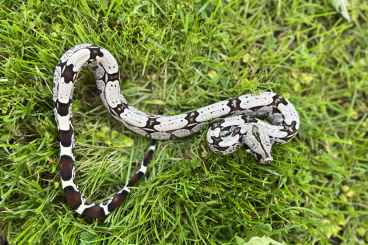 Boas kaufen und verkaufen Photo: Boa constrictor Surinam CB24