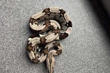 Boas kaufen und verkaufen Photo: Boa constrictor Surinam CB24