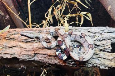 Boas kaufen und verkaufen Foto: Boa constrictor Surinam CB24