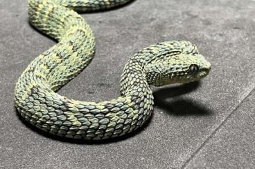 Snakes kaufen und verkaufen Photo: Sale Atheris broadleyi CB22