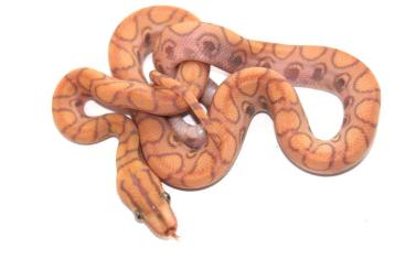 Pythons kaufen und verkaufen Foto: Epicrates cenchria cenchria            