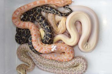 Pythons kaufen und verkaufen Foto: Python bivittatus progschai morphs 75%
