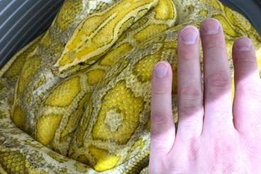 Pythons kaufen und verkaufen Photo: Python bivittatus progschai morphs 75%