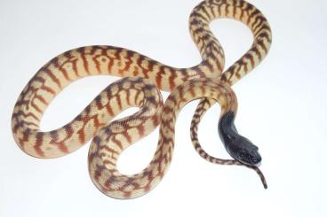 Pythons kaufen und verkaufen Foto: Aspidites melanocephalus           