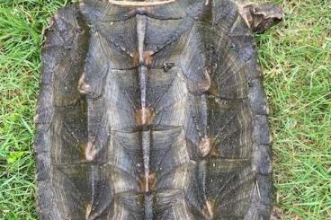 Schildkröten  kaufen und verkaufen Foto: Macrochelys temminckii, alligator snapping turtle                  