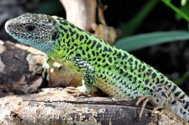 Lizards kaufen und verkaufen Photo: Echte Eidechsen eigene Nachzucht ab zu geben