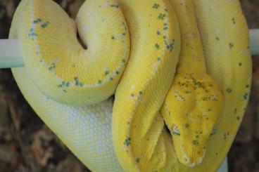 Snakes kaufen und verkaufen Photo: Morelia viridis Sorong „HighYellow“