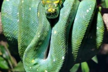 Pythons kaufen und verkaufen Photo: Morelia viridis biak cb23