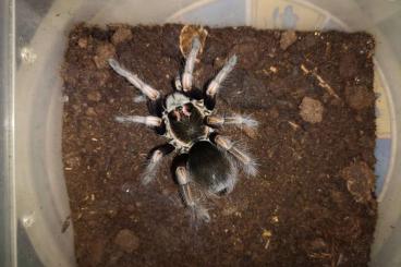 Spinnen und Skorpione kaufen und verkaufen Foto: Avicularia variegata , P. ultramarinus