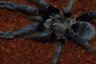 - bird spiders kaufen und verkaufen Photo: Vogelspinnen-Zuchtüberschuss für das neue Jahr