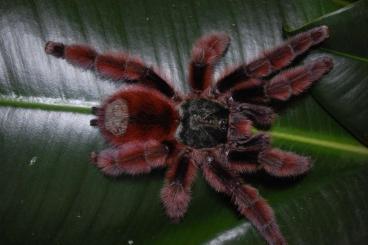 Spinnen und Skorpione kaufen und verkaufen Foto: Hamm 08/03/2025, Versand: Avicularia, Harpactira, Ceratogyrus.....