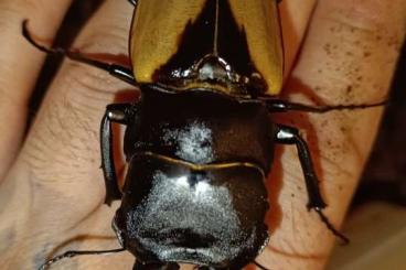 Insekten kaufen und verkaufen Foto: Odontolabis burmeisteri / Stag Beetles