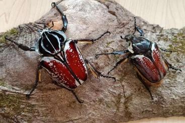 Insects kaufen und verkaufen Photo: L1 Goliathus goliatus / Flower Beetles