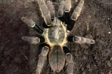 Spiders and Scorpions kaufen und verkaufen Photo: 0.1 Ornithoctonus sp. Koh Chang