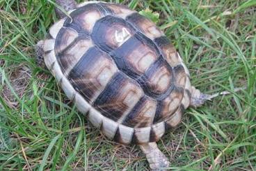 Landschildkröten kaufen und verkaufen Foto: 4 Jahre alte Breitrandschildkröte Testudo marginata