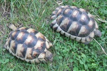 Tortoises kaufen und verkaufen Photo: 4 Jahre alte Breitrandschildkröten, weiblich erbrütet