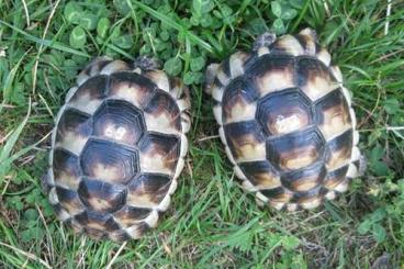 Tortoises kaufen und verkaufen Photo: 3 Jahre alte Breitrandschildkröten, weiblich erbrütet