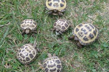 Tortoises kaufen und verkaufen Photo: Schildkrötenstammtisch in Berlin am 01.11.2024 