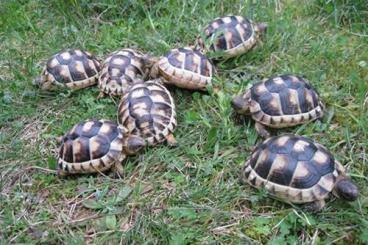 Sumpfschildkröten kaufen und verkaufen Foto: Treffen des Schildkrötenstammtischs in Berlin am 01.11.2024