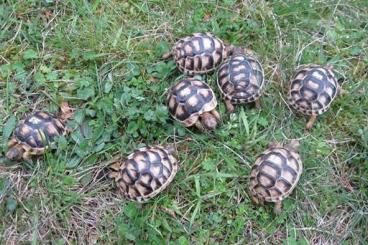 Landschildkröten kaufen und verkaufen Foto: kleine Breitrandschildkröten NZ 2023 und 2024