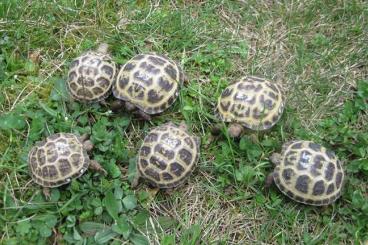 Landschildkröten kaufen und verkaufen Foto: Vierzehenschildkröten / Steppenschildkröten NZ 2023 und 2024