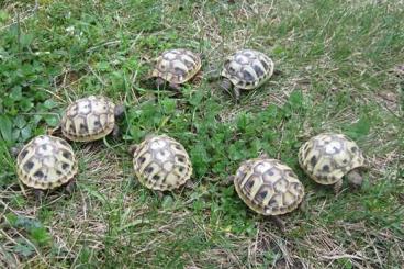 Landschildkröten kaufen und verkaufen Foto: kleine griechische Landschildkröten NZ 2023 und 2024