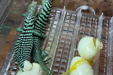 Warane kaufen und verkaufen Foto: 0.0.3 Varanus reisingeri CB 2024