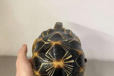 Tortoises kaufen und verkaufen Photo: Astrochelys radiata to sell - 6 specimens