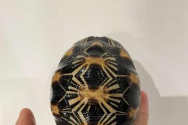 Landschildkröten kaufen und verkaufen Foto: Astrochelys radiata to sell Landschildkröten kaufen und verkaufen Foto: Astrochelys radiata to sell